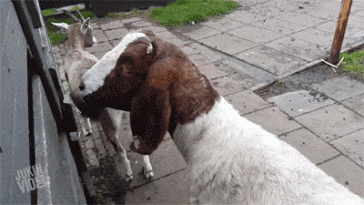 Goat twisting its head