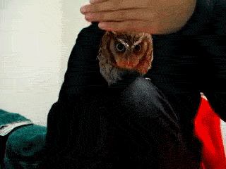 Nosy owl peeking