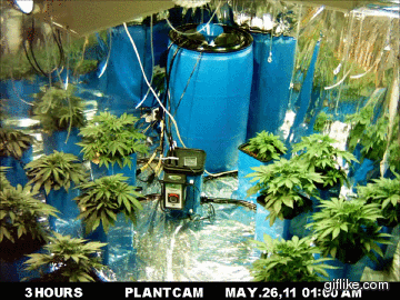 80 days of cannabis growth in 7 seconds