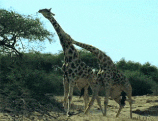 Fight of the giraffes
