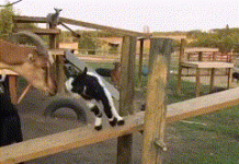 The jumping goat bounces on all fours like a spring