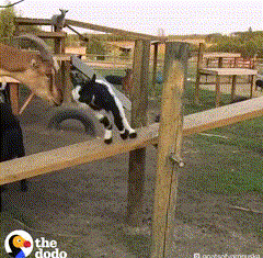 The jumping goat bounces on all fours like a spring