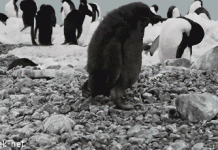 Fat penguin falls off the rock
