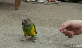 Shoot up and the parrot is dead