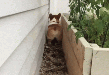 Little Corgi doing the reverse parking